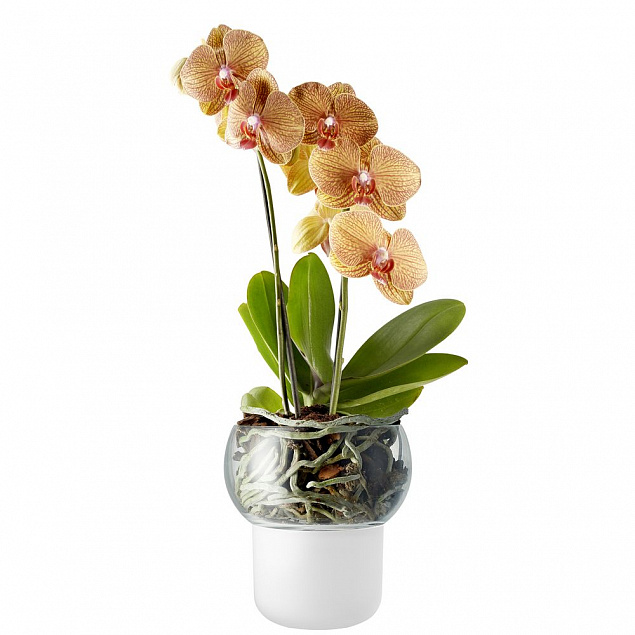 Горшок для орхидеи с функцией самополива Orchid Pot, малый, белый с логотипом в Балашихе заказать по выгодной цене в кибермаркете AvroraStore